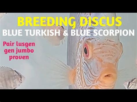 Turkish discus breeding facility