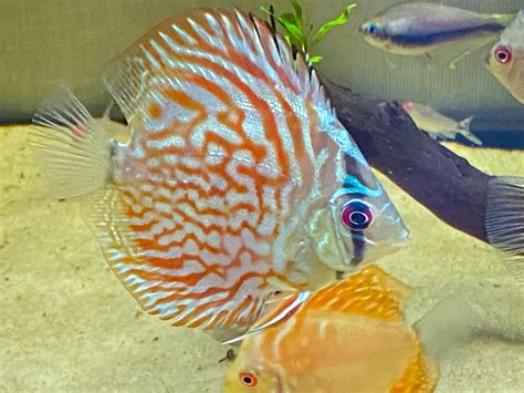 Turkish discus strains