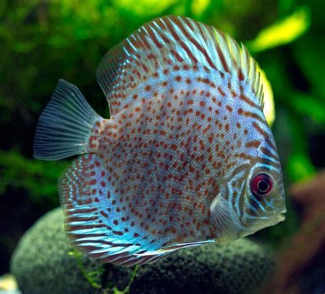 Turkish Leopard discus