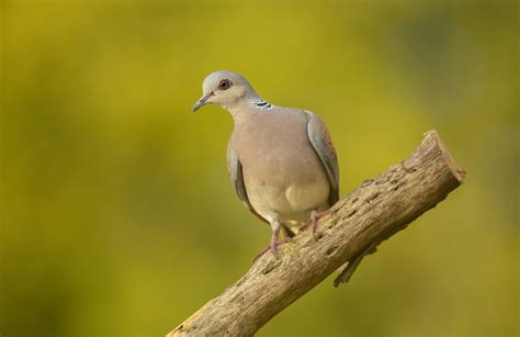 Two Turtle Doves