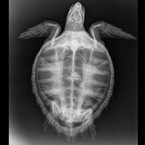 Turtle X-Ray Printable