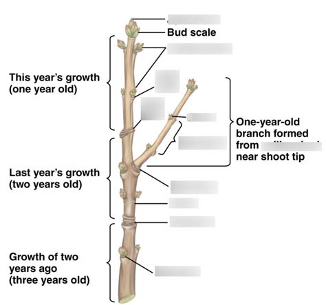 An illustration of twig growth