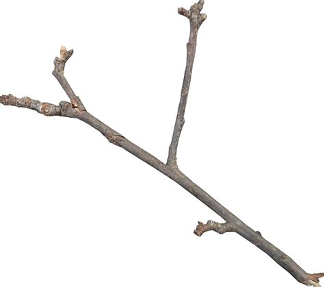 A close-up of twigs on a branch