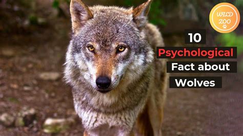 Infographic about the psychology behind the Two Wolves meme