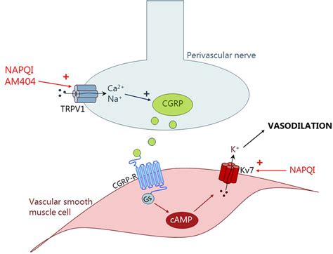 Tylenol Mechanism of Action