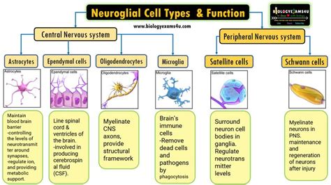 Types of Glial Cells