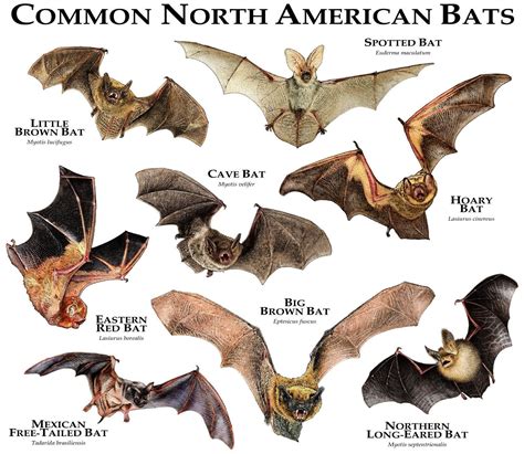 Types of Bats and Their Unique Characteristics