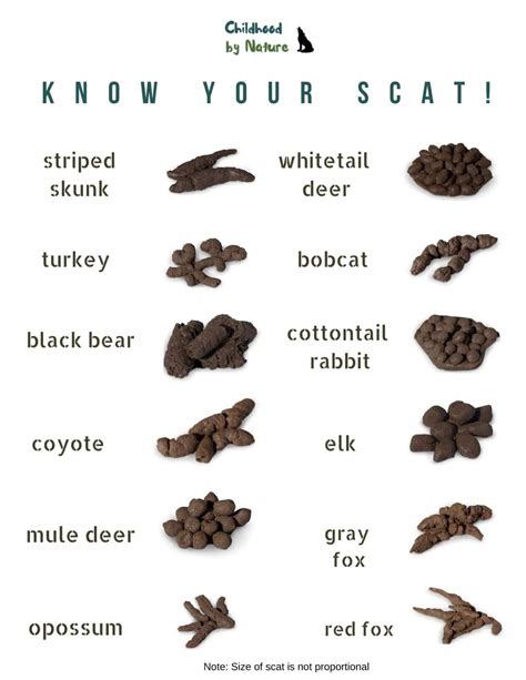 Types of deer scat