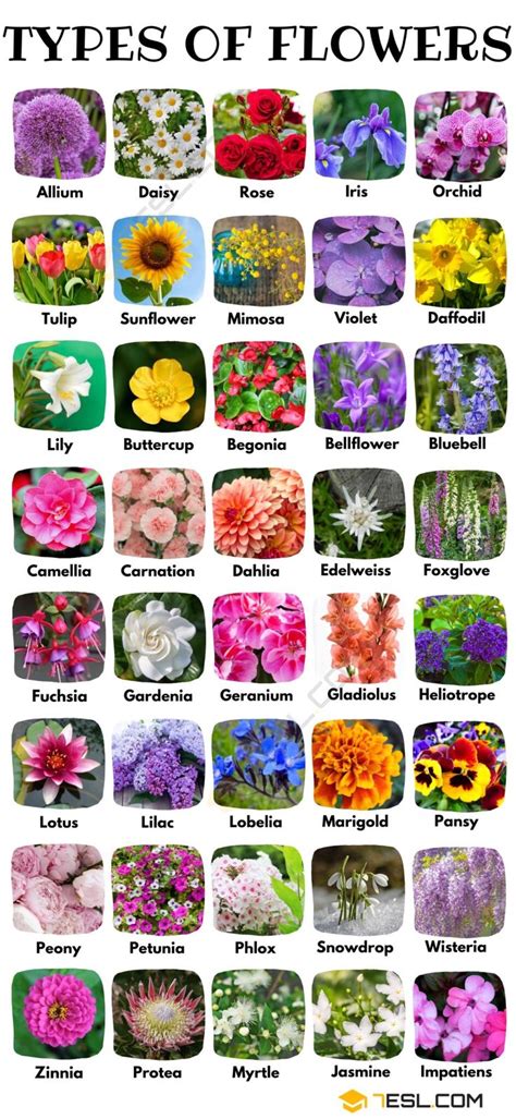 Types of Flowers