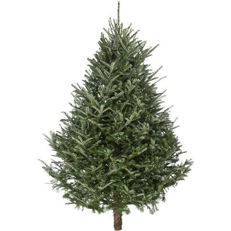 Types of Fresh Cut Wholesale Christmas Trees