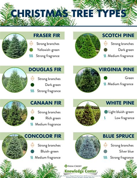 Types of Fresh Cut Wholesale Christmas Trees Gallery