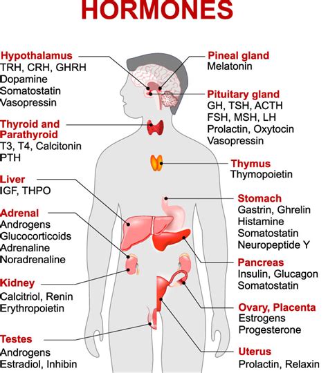 Types of Hormones