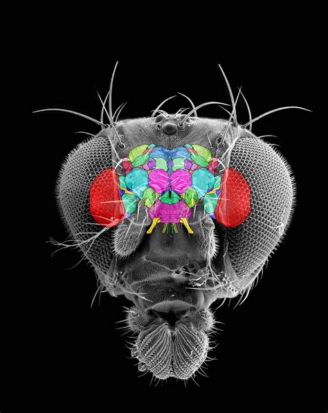 Different types of insect brains