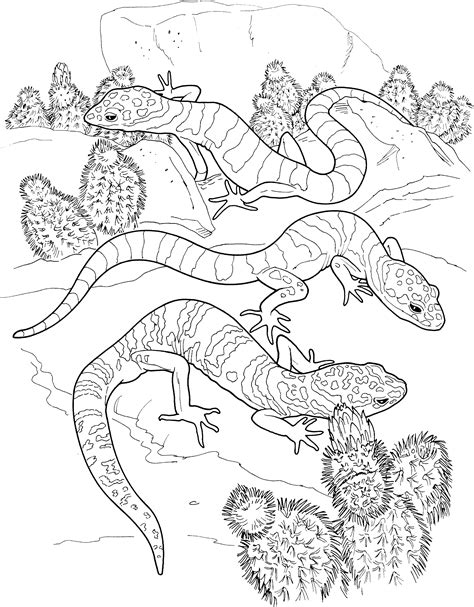 Types of Lizard Printable Coloring Pages