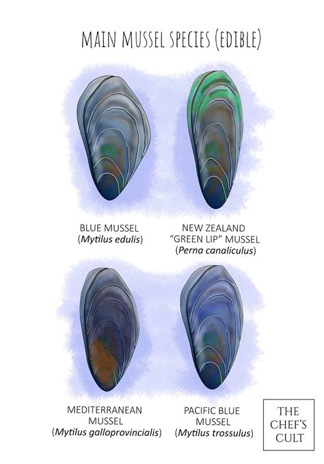 Different Types of Mussels