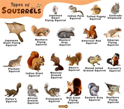 Types of Squirrel Templates