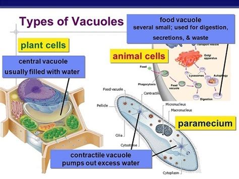 Types of vacuoles in plant cells