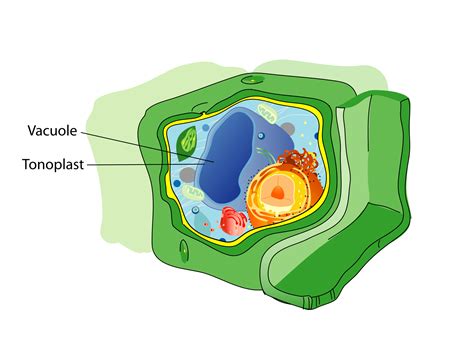 Types of vacuoles in plant cells