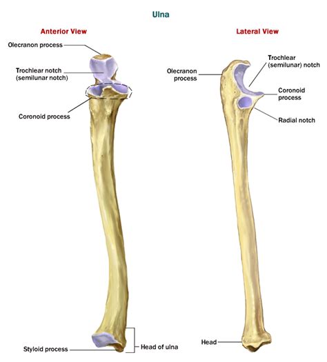 A diagram of the ulna, highlighting its structure and function