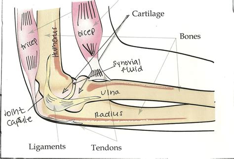 Under Elbow Anatomy