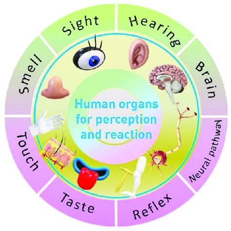 Illustration of the 5 senses