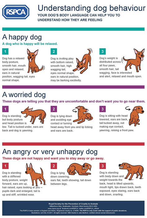 Understanding Canine Behavior