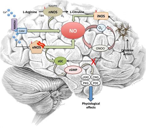 Understanding Nitric Oxide