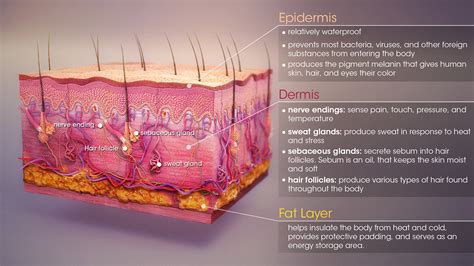 Understanding your skin type