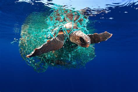 Underwater basket weaving and marine conservation