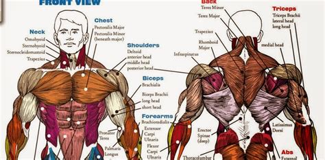 Upper Body Muscle Diagram