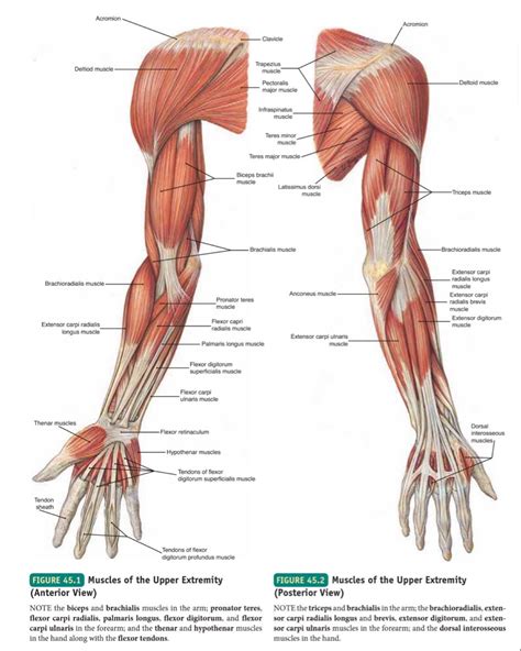 Upper Limb Muscle Diagram Reference