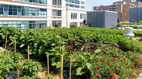 Urban agriculture