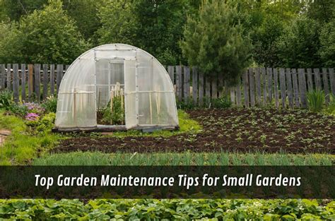 Urban oasis maintenance tips