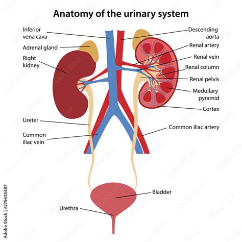 Urinary System