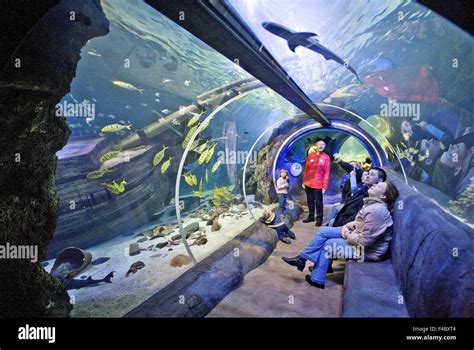 US Marine Life in Germany