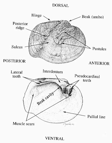 Using a Mussel Map Guide for Education and Research