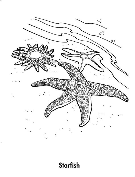 Using Starfish Coloring Pages