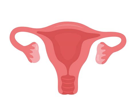 Uterus illustration