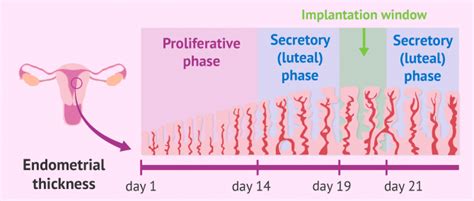 Description of Uterus Preparation