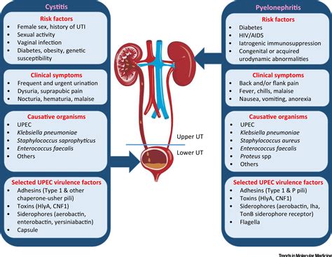 Understanding UTI System Disorders