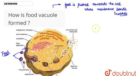 Vacuole Formation and Maintenance