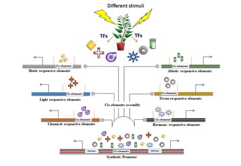 Vacuole functions in response to environmental stimuli