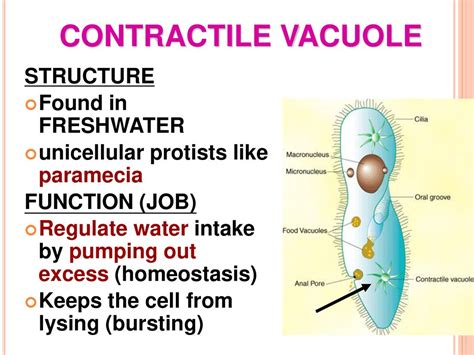 Vacuole and Cellular Homeostasis