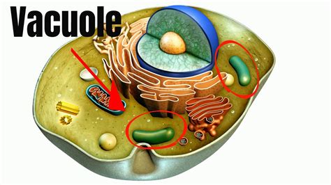 Vacuole regulation in plant cells