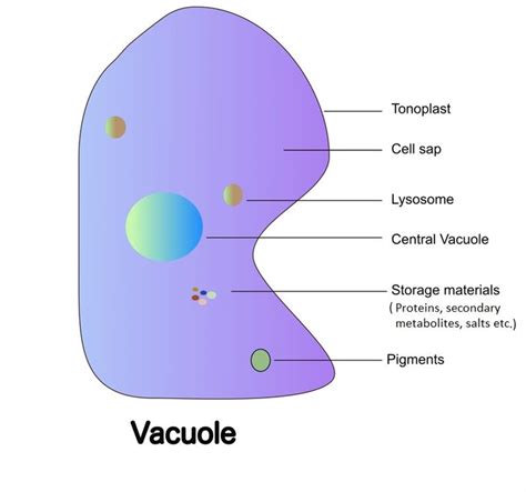 Vacuole Structure and Function