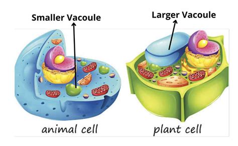 Vacuole structure and function