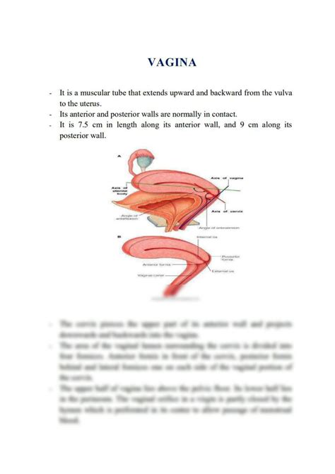 Vaginal Anatomy Diagram