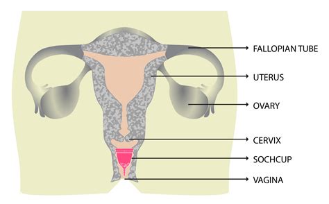 Vagina anatomy illustration