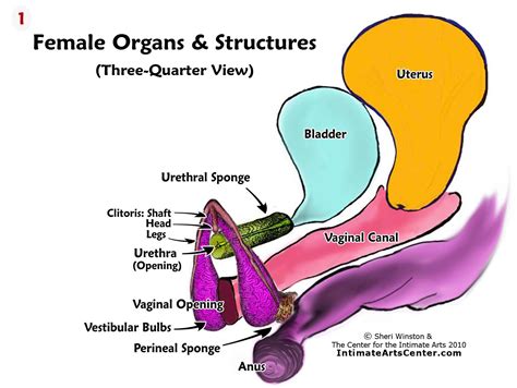 Vagina anatomy illustration