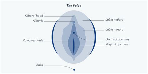 Vagina diagram